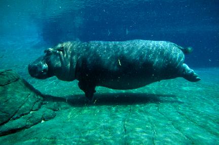 kuda nil berenang dalam air